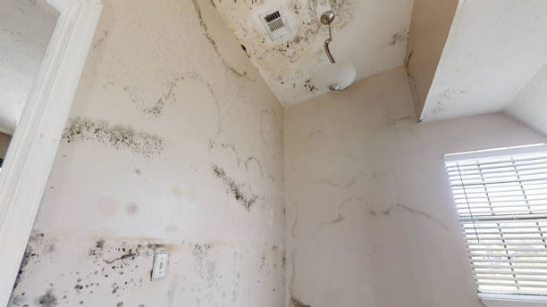 Best Mold Odor Removal Services  in Lanai City, HI