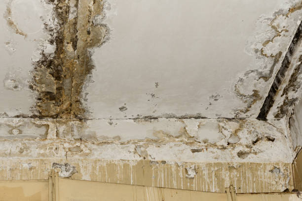 Best Mold Prevention Services  in Lanai City, HI