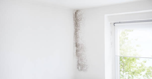 Best Emergency Mold Remediation  in Lanai City, HI