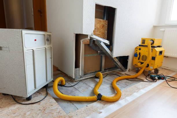 Best Black Mold Removal  in Lanai City, HI