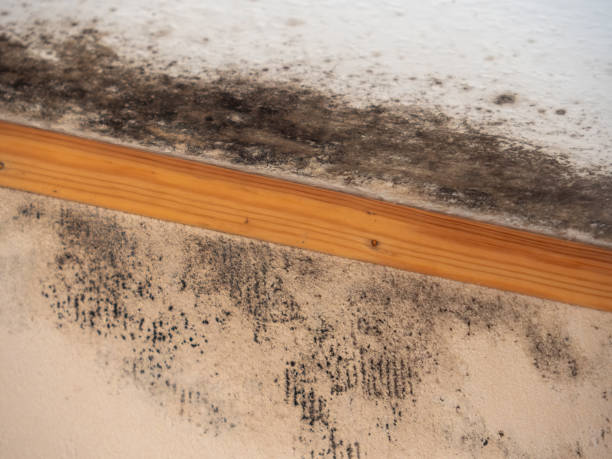 Best Forensic Mold Investigation  in Lanai City, HI