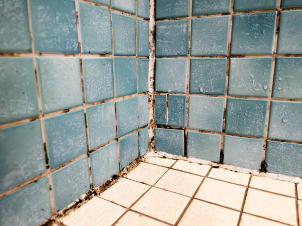 Best Comprehensive Air Testing for Mold Contaminants  in Lanai City, HI