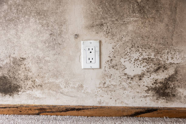 Lanai City, HI Mold Removal Company