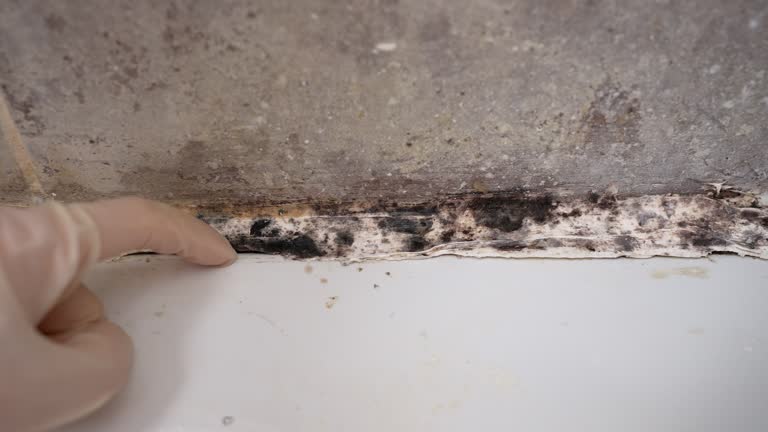 Best Air Quality Testing for Mold Spores  in Lanai City, HI